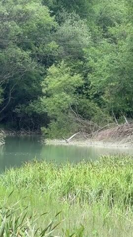 The video shows a heron taking flight from a small body of water, possibly a pond or a small lake. The heron, which is mostly grey and white, is seen lifting off from the water's surface, and then flies directly towards the camera before angling to its right. The body of water is surrounded by dense green vegetation, including tall grasses and trees. The background is a thick forest, with a variety of green trees creating a lush, natural setting.