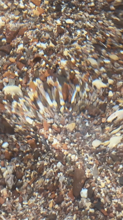 Ground-level view of mixed colored pebbles captured in Eilat