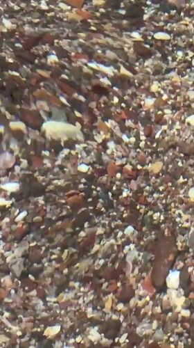 Ground-level view of mixed colored pebbles captured in Eilat