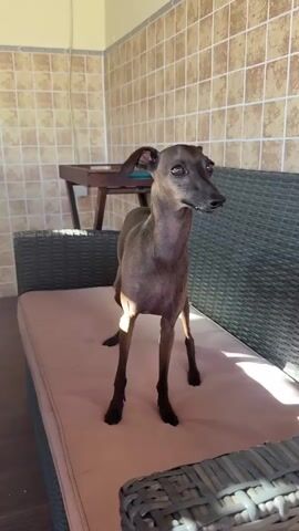 A medium-shot video clip captures a slender, dark brown dog standing on a light pink outdoor sofa with a woven rattan frame. The dog's ears are perked, and it gazes intently to its right, its head slightly tilted. Behind the dog, a beige tiled wall serves as a backdrop, and a wooden table with some items on it is visible. The scene is bathed in sunlight, casting shadows that suggest it's daytime. The dog then turns its head, revealing a glimpse of its teeth, before it moves with a blur of motion, disappearing from view as it jumps off the sofa. The overall setting appears to be an outdoor patio or sunroom. The timestamps are 00:00, 00:01, 00:02, 00:03, and 00:04.