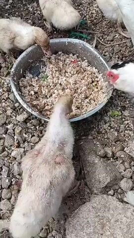 The video shows a group of ducks, both adult and ducklings, gathered around two metal bowls of food and a shallow red tin of water. The ground is covered in gravel and dirt. A person's hand, wearing a ring on the ring finger, reaches into the frame and gently pets one of the ducklings. The ducks are actively eating and drinking, interacting with each other as they feed. The lighting suggests an outdoor setting, possibly during the day.