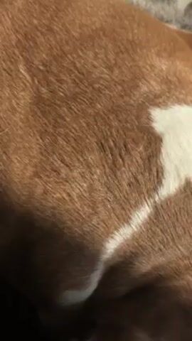 The video shows a person's hand petting a dog. The dog is lying down, and the camera focuses on the dog's brown fur and the person's hand as it strokes the dog's back. The sunlight casts shadows on the dog's fur and the person's hand. The dog's fur appears to be short and smooth. A small patch of white fur can be seen on the dog.