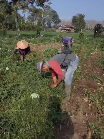 Three people are in a field harvesting crops. The person in the foreground is wearing a red shirt, grey vest, blue jeans, and a hat. They are bending over and appear to be pulling something from the ground. To their left, another person wearing a conical hat is also bent over and working. Further in the background, a third person is also bent over. The field is covered in green vegetation, and there are some small white flowers. In the distance, there is a building with a roof and trees. The sky is blue and clear.