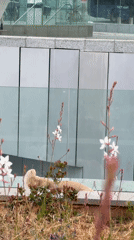 Early morning coffee routine and dog spotted in Tel Aviv
