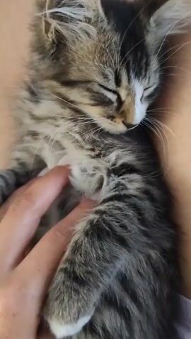 The video shows a close-up of a person's hand gently petting a sleeping tabby kitten. The kitten is lying on its back, curled up, with its eyes closed. The person's fingers are stroking the kitten's chest and side. The kitten appears calm and relaxed. The background is blurred, but seems to be skin, possibly the person's lap or chest. The lighting is soft and warm.