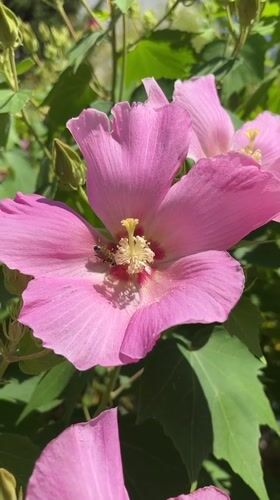 Sochi garden in bloom: flowers, a foraging bee, and a decorated bicycle