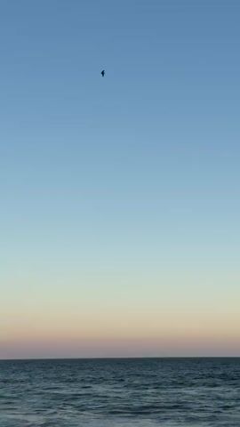 A vertical shot of the ocean at dusk. The sky transitions from a light blue at the top to a pale pink and orange near the horizon. The ocean is dark blue with whitecaps. A single bird is flying in the sky.
