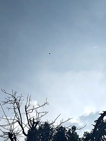 The video captures a daytime scene featuring a light blue sky with scattered faint clouds. In the foreground, the silhouetted branches of bare trees are visible, framing the lower portion of the shot. A small, dark, circular object is seen high in the sky. The camera then zooms in on this object, which maintains its dark, somewhat irregular circular or oval shape against the bright background. The object appears to be flying or hovering. Its precise identity is not definitively clear from the footage, but it could be a drone, a kite, or a similar aerial device. No people or visible text are present in the video. The weather is clear to partly cloudy. The setting is outdoors, likely in a natural or semi-natural environment, consistent with the provided context of Bangsri, Indonesia. The activity primarily involves the observation and filming of this airborne object.