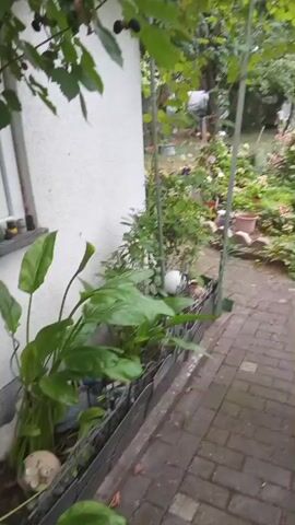 The video shows a garden path and plants. On the left side of the path, there is a white wall with a window and several green plants in pots. The path itself is made of brick. Beyond the path, there are more plants, including flowering bushes and trees, and some garden decorations such as potted plants and a white sphere. The overall impression is of a well-maintained garden.