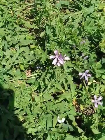 The video shows a close-up view of several pale purple flowers with thin petals, interspersed with green foliage. The flowers are clustered together in some areas, with individual blooms visible. The camera appears to be handheld and moves slightly, causing a gentle sway in the image. The lighting suggests it is daytime, with sunlight illuminating the scene. The overall impression is of a natural outdoor environment, likely a garden or meadow.