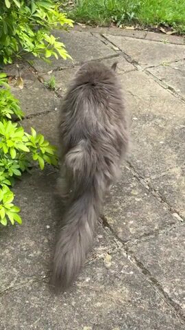 A long-haired gray cat with a fluffy tail walks across a stone patio. The cat then lies down on the patio next to a bush with green leaves. The patio is surrounded by grass.