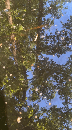 Spring afternoon garden activities and children's outdoor play documented