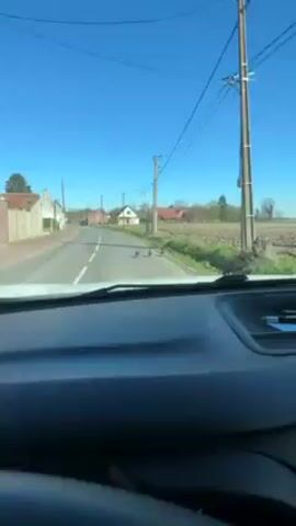 A car is driving down a road on a sunny day. In front of the car are three ducks walking down the road. The ducks are walking away from the car, and the car is approaching them. The road is surrounded by fields and houses. There are power lines along the side of the road.