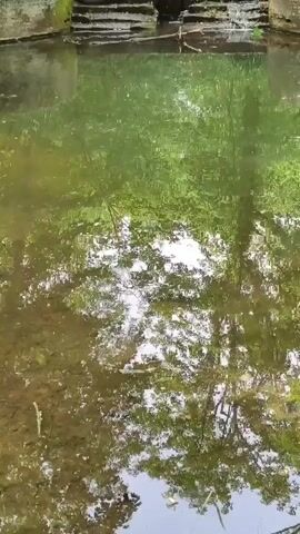 A serene forest scene unfolds with a small waterfall cascading over stone steps into a pool of water. The water reflects the lush green foliage surrounding it, creating a tranquil and natural ambiance. The sun filters through the trees, casting dappled light on the water's surface.