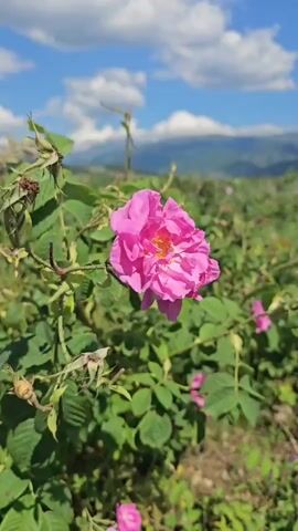 A close-up shot focuses on a pink rose in bloom, set against a backdrop of a rose field, mountains, and a sky with white clouds. The rose is vibrant and detailed, with its petals unfurling. The surrounding rose bushes are lush and green, with other pink roses visible in the background. The overall scene is peaceful and idyllic, showcasing the beauty of nature.