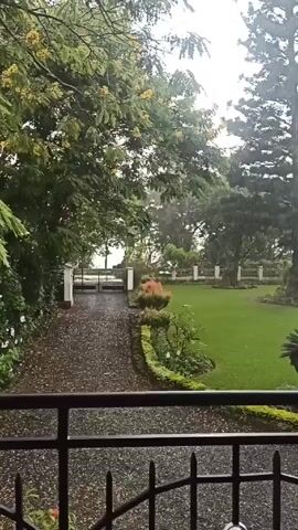 The camera pans across a scene of a lush green garden during a heavy downpour. A black iron railing is in the foreground, presumably from a balcony or porch. Beyond the railing, a gravel path leads to a white gate with trees and foliage on either side. The garden features a large, well-maintained lawn, bordered by flower beds and hedges. Several mature trees are scattered throughout the garden, their branches heavy with rain. Further into the garden, there's a small white structure and a patio set with a red umbrella. The rain is visible in the air and on the surfaces, creating a wet and overcast atmosphere.