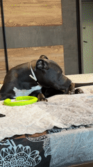 Dogs lounging and playing on bed in Varna