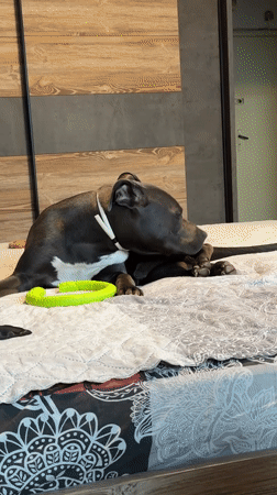 Dogs lounging and playing on bed in Varna