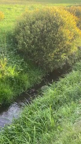 A duck is swimming in a narrow stream bordered by lush green grass. Tall, leafy bushes with yellowing leaves line the opposite bank of the stream. In the background, several houses with light-colored walls and darker roofs are visible, surrounded by more greenery and trees. The sky above is partly cloudy with patches of sunlight. Further in the distance, a road with a few cars and two people on bicycles can be seen. The overall setting appears to be a suburban or rural area during daylight.