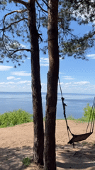 Rustic wooden swing spotted between pines overlooking water