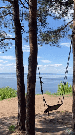Rustic wooden swing spotted between pines overlooking water
