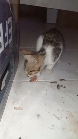 A kitten is eating something on a tiled floor. The kitten is primarily white with brown tabby markings. It is crouched down, with its head lowered towards the floor as it eats. Several sunflower seeds are scattered on the floor around the kitten. To the left of the kitten, part of a blue and black cardboard box is visible, with the white letters "EF" clearly discernible on its side. The environment appears to be indoors, possibly a kitchen or utility area, with some debris and stains on the floor. The lighting is dim.