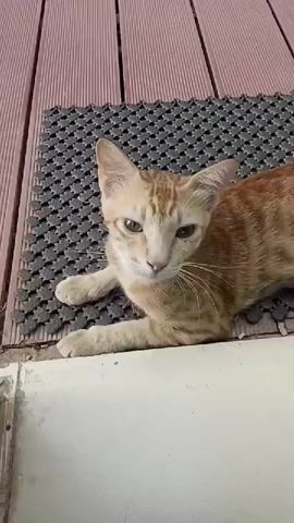 A ginger tabby kitten lies on a grey doormat on a wooden deck. The kitten is looking to its left and then its head turns to look directly at the camera. The kitten then looks down to its left. The camera is positioned above and to the left of the kitten.