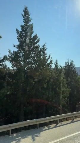 The video shows a view from a vehicle traveling on a road. The road is paved with a white line marking the lane. To the right of the road, there is a metal guardrail. Beyond the guardrail, there are numerous evergreen trees, primarily cypress and pine trees, forming a dense forest. Some dry, tall grass is visible on the left side of the road. The sky is clear and blue with the sun shining brightly, casting shadows. In the distance, hills or mountains can be seen. A power line runs horizontally across the frame above the trees. There are no people visible in the video. The overall environment appears to be rural or natural, possibly a mountainous region.