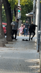 Street fight breaks out on Buenos Aires sidewalk