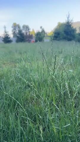 The video shows a close-up, low-angle shot of tall green grass in a field. Some of the grass blades appear to have water droplets on them, suggesting dew or recent rain. In the background, out of focus, are trees, a house with a red roof, and a blue sky with wispy clouds. The camera is stationary. The overall impression is of a peaceful, natural setting, likely early morning. There are no people or animals visible.