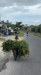 Motorcyclist transports large foliage bundle through Kuta Selatan streets