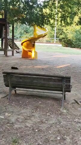 A handheld camera pans across a park. In the foreground, a wooden bench sits on a dirt path. Beyond the bench, a playground with swings, a slide, and a climbing structure is visible. Several squirrels are seen scurrying across the dirt path in front of the playground. Trees and foliage surround the park, with sunlight filtering through the leaves. The camera then moves to the right, focusing on the trunk of a large tree.