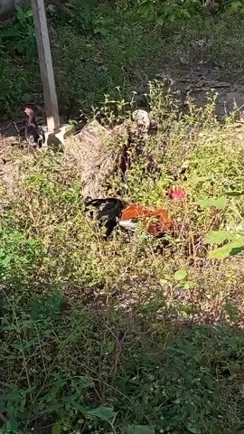 A rooster with red, black, and brown plumage is foraging in dense vegetation. Another rooster, primarily black with red accents, is visible further in the background, near a wooden post. The environment is overgrown with green plants and appears to be outdoors.