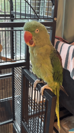 Green parrot and golden skies over Pazardzhik, one evening