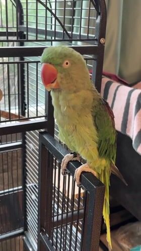 Green parrot and golden skies over Pazardzhik, one evening
