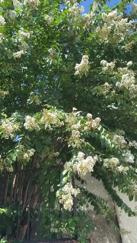 The video shows a close-up view of a flowering tree with white blossoms and green leaves. The tree is dense with foliage and blooms. In the foreground, a dark metal fence with vertical bars is visible, partially obscuring the lower part of the tree. The background is a clear blue sky. The camera is positioned looking up at the tree. The lighting suggests it is daytime, likely outdoors. There are no people or animals visible in the frame. The video appears to be a still frame from a video, as evidenced by the timestamp.