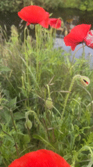 Red poppies bloom near waterside in Noordwijk, Netherlands