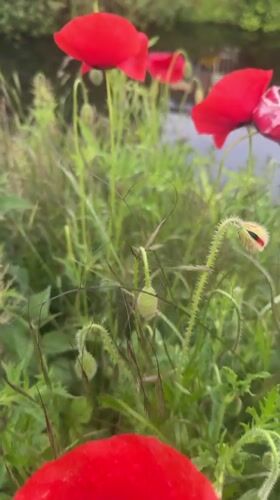 Red poppies bloom near waterside in Noordwijk, Netherlands