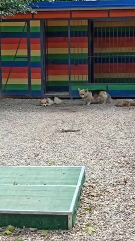 The video shows a gravelly outdoor area with a building in the background painted with colorful horizontal stripes. There are three corgis visible. Two corgis are lying down in the middle of the frame, and one corgi is partially visible on the right side of the frame also lying down. In the foreground, a portion of a green platform is visible.