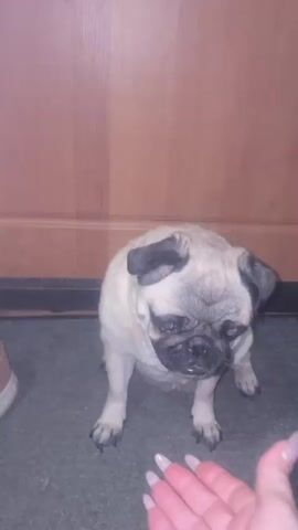 A pug dog sits on a dark grey rug. A person's hand with long, light-colored fingernails is extended towards the dog from the bottom right corner of the frame. The dog is facing the hand and looks down at it. The background is a wooden surface with vertical paneling. In the first few seconds, the dog lifts its right paw. In the latter part of the video, the dog's eyes glow blue. The dog's tail is visible in the first few seconds.