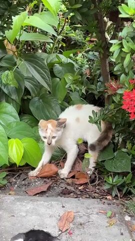 A small, scared kitten with white and orange markings is crouched low to the ground in dense green foliage and dry leaves. Its body is tense, and its tail is tucked. In the foreground, a blurry figure holding a white cat on a leash approaches the kitten. The kitten’s fur is ruffled, and it appears to be observing the approaching cat and person with apprehension. The scene is outdoors, with lush vegetation and red flowers visible.