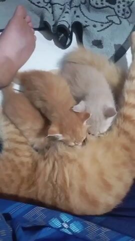 Here is a description of the video: 

The camera angle is positioned overhead, offering a top-down perspective of an orange tabby cat lying on a blue striped blanket. Two small kittens are nestled close to the cat, appearing to be nursing. One kitten is orange, mirroring the color of the adult cat, while the other is a lighter beige shade. A human foot is visible on the upper left side of the frame, partially resting on the blanket near the cat and kittens. A grey towel with darker patterns is positioned near the foot. The overall setting seems to be indoors, with the floor visible beneath the blanket.