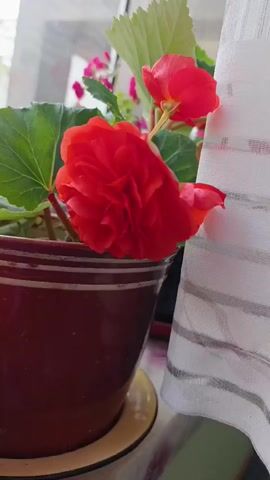 The video shows a close-up of a potted red begonia plant with large green leaves. The plant is sitting on a windowsill next to a sheer white curtain. In the background, out of focus, are more potted plants with pink flowers, a garden setting, and what appears to be a building. The camera slowly pans across the plant, focusing on its vibrant red blooms and lush foliage. The lighting suggests it is daytime, likely with natural light coming from the window.