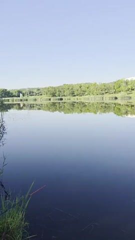 A vertical video begins with a serene natural scene: a calm body of water with a clear reflection of a tree-lined hill and a bright blue sky. The foreground shows green grass and some sparse vegetation along the edge of the water. As the video progresses, the view remains largely static, showcasing the peaceful landscape. Towards the right side of the frame, a thin fishing rod, held by an unseen person, is visible dipping into the water. The tip of the rod is a bright yellow-green against the dark water. The video appears to capture a moment of quiet fishing or observation by a lake.