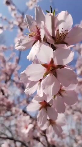 The video shows a close-up view of an almond tree in full bloom against a bright blue sky. The camera slowly pans around, showcasing the abundance of delicate, light pink flowers covering the branches. The tree's dark, bare branches contrast with the vibrant blossoms. The scene evokes a sense of spring and natural beauty.