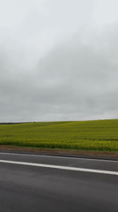 Yellow flower field captured along Belarus roadside