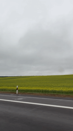 Yellow flower field captured along Belarus roadside