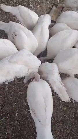 A flock of white turkeys are gathered around a feeder in a farmyard. The ground is covered in dirt and dry leaves. The turkeys are all facing the feeder, with their heads down, eating. The sun appears to be shining, casting shadows on the ground. The overall mood is peaceful and natural, with the turkeys focused on their meal. There is no visible text in the video. The scene suggests a rural setting in Степное, Russia, likely during daylight hours.