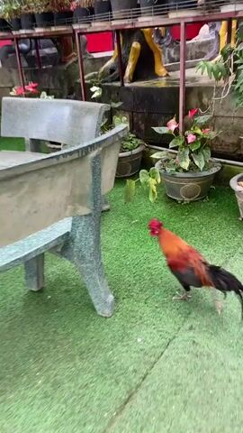 A rooster with black, orange, and red plumage walks across a green, artificial turf surface. It is near a grey, speckled concrete table and bench set. In the background, there are potted plants and several people standing on stairs.