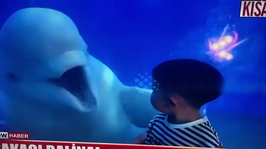 A child wearing a striped shirt is seen looking at a beluga whale in an aquarium. The whale's mouth is open, and its tongue and teeth are visible. The child reaches out towards the whale. Suddenly, the child's expression changes to fear, and they begin to cry. The child turns away from the whale and appears to be reaching out to an unseen parent. The background is a deep blue, suggesting underwater. There are some glowing lights and jellyfish-like objects in the background. A news overlay with Turkish text is present.